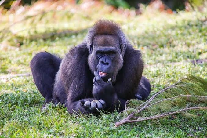 Cross River gorillas will boost local tourism if protected, says Wild Africa Fund   