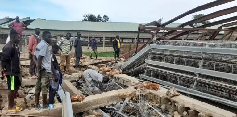 Windstorm destroys poultry farm, kills 3,600 birds in Plateau   