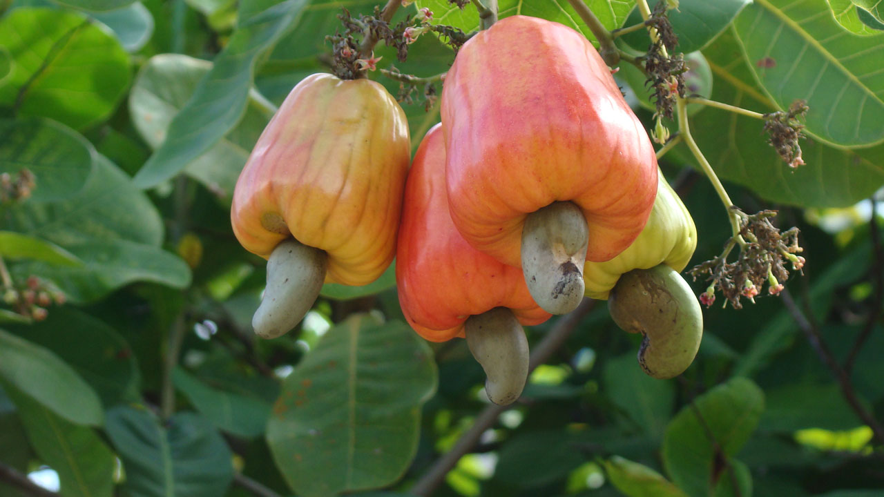 Cashew firm partner farmers on better yield