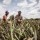 FG deploying agro- rangers for improved security on farms – Minister 