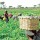 IFAD lauds Kogi govt on sustained implementation of agricultural VCDP project