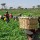 Agriculture stakeholders seek collaboration with incoming minister for sector’s growth