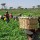 SON worries over adulterated fertiliser in markets