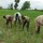 Food shortage looms in W/Africa as Russia-Ukraine war lingers – warns ECOWAS Commissioner