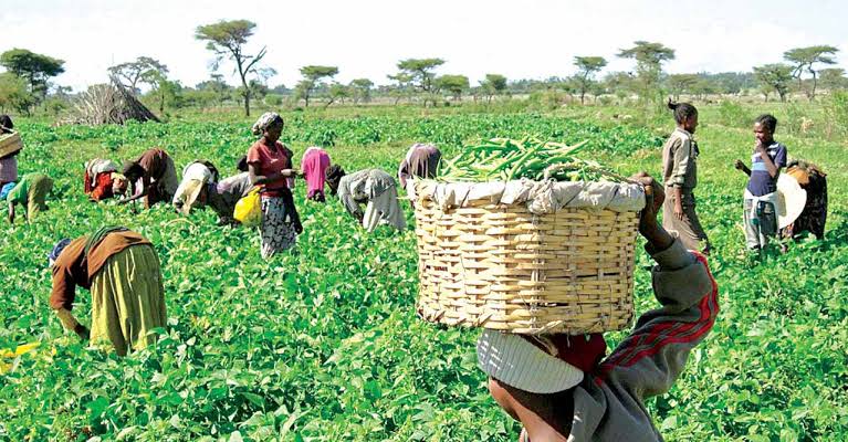 FEC approves N1.4bn to equip youth farmers