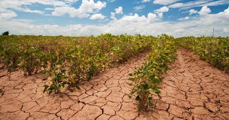 How climate change affects 2021 harvest – Nigerian farmers