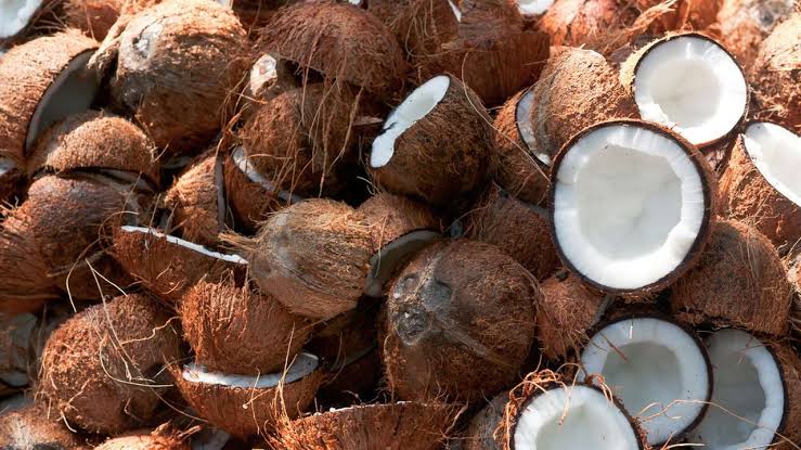 FG trains coconut farmers on processing, packaging in Edo