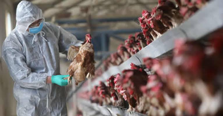 Bird feeds: Poultry farmers seek government’s intervention