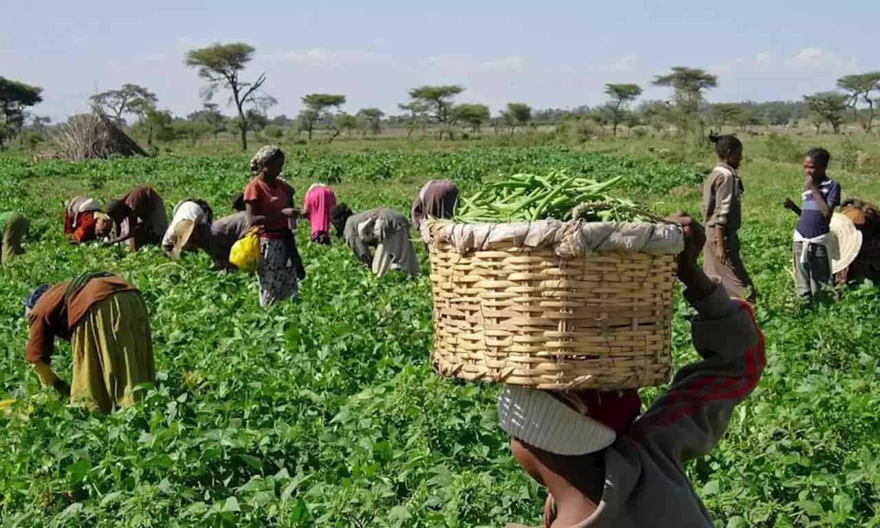 Africa must produce what it eats – Osinbajo