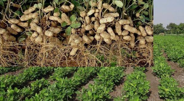 Bauchi groundnut farmers seek inputs to boost production