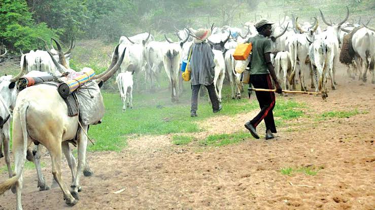 Herders need education, grazing ban no solution to insecurity – Group