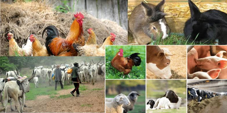 Export cluster seeks more investment in Nigeria’s livestock production
