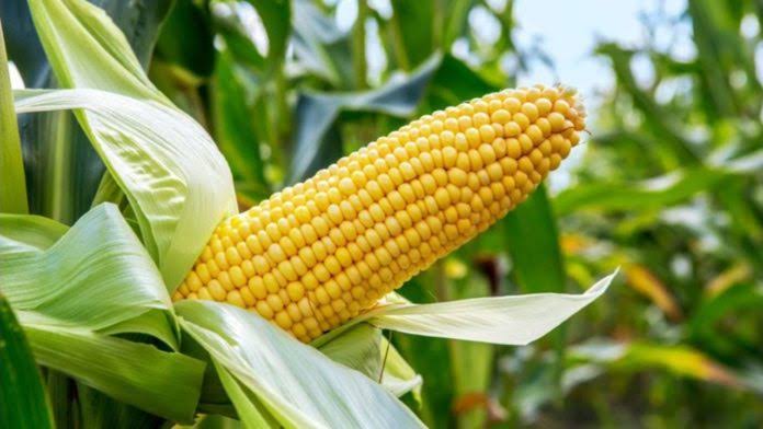 FG approves genetically modified maize for open cultivation