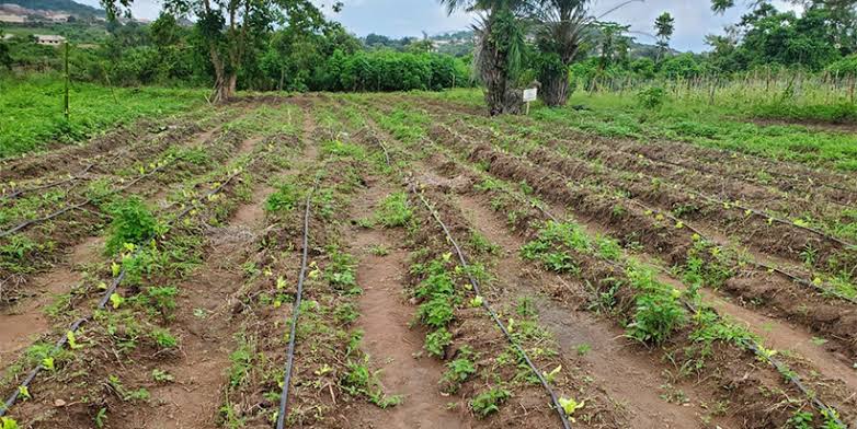 IITA ENABLE-TAAT establishes demo fields at 12 NYSC orientation camps