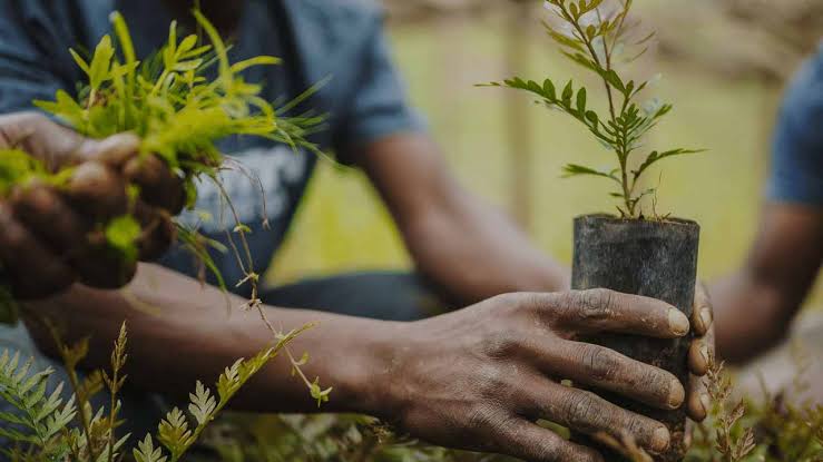 Ecosystem Restoration: NCF, Total Energies plant trees in Lagos school