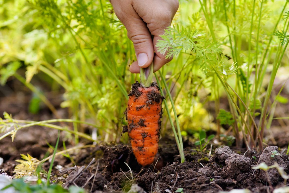 Reducing post harvest losses, key to Nigeria's food sufficiency in Nigeria - Osuji