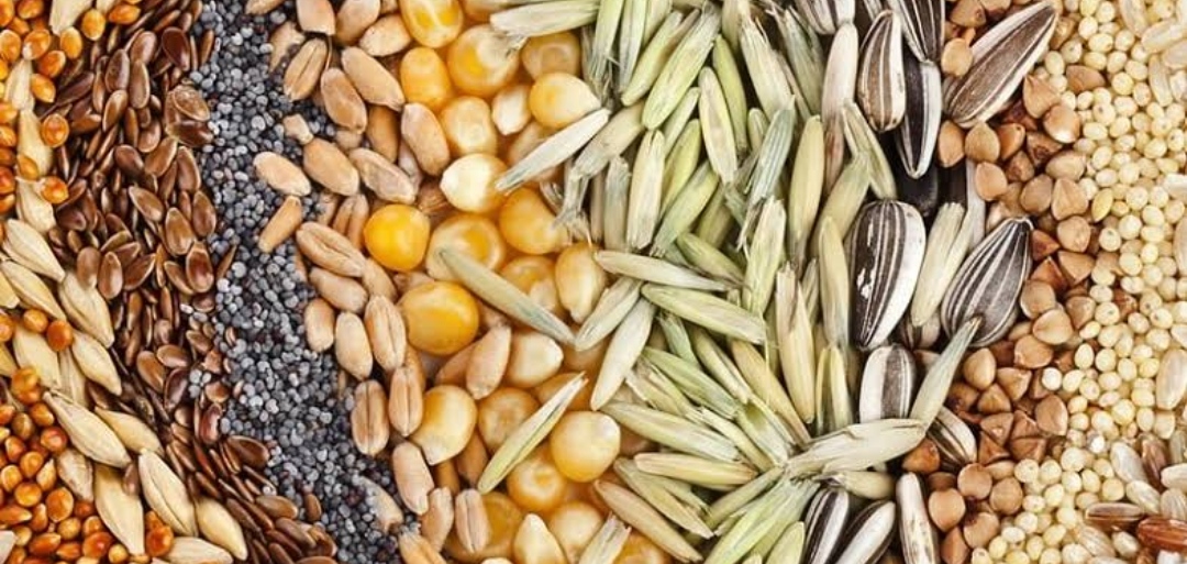 Use high quality seeds to improve yield, Seed Scientists advise farmers