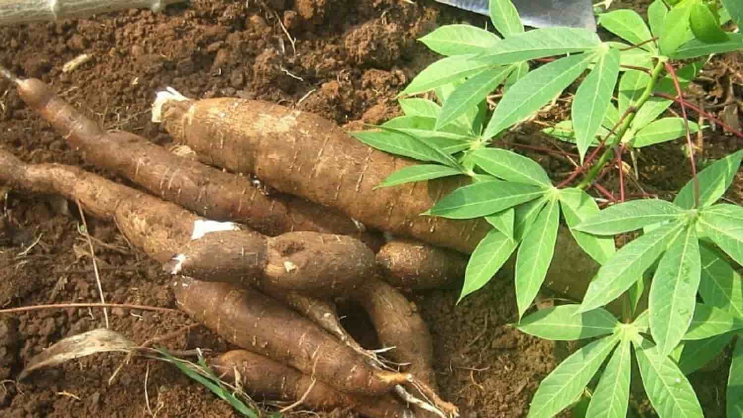 Cross River cassava processing plant to produce commercial starch, modified flour- Ayade